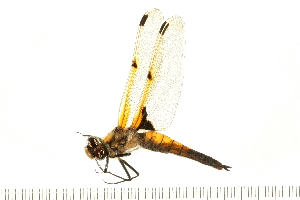  ( - 08CJ-0030)  @11 [ ] CreativeCommons - Attribution (2008) CBG Photography Group Centre for Biodiversity Genomics