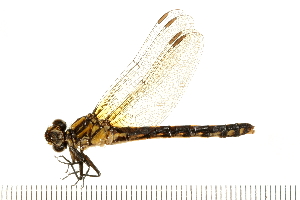  ( - 08CJ-0043)  @13 [ ] CreativeCommons - Attribution (2008) CBG Photography Group Centre for Biodiversity Genomics