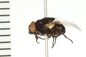  (Neomyia lauta - HLC-25281)  @14 [ ] CreativeCommons - Attribution (2009) CBG Photography Group Centre for Biodiversity Genomics