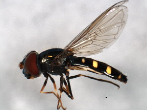  (Melangyna dichoptica - BIOUG00785-G02)  @14 [ ] CreativeCommons - Attribution (2011) CBG Photography Group Centre for Biodiversity Genomics