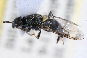  (Myxosargus fasciatus - WAC-ENT-0143)  @13 [ ] CreativeCommons - Attribution (2009) CBG Photography Group Centre for Biodiversity Genomics