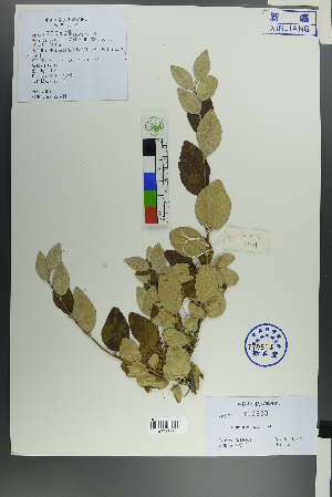  ( - Ge00001)  @11 [ ] CreativeCommons  Attribution Non-Commercial Share-Alike  Unspecified Herbarium of South China Botanical Garden