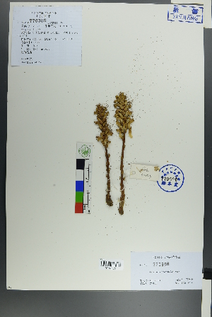  (Orobanche amoena - Ge00003)  @11 [ ] CreativeCommons  Attribution Non-Commercial Share-Alike  Unspecified Herbarium of South China Botanical Garden