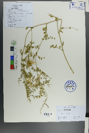 ( - Ge00004)  @11 [ ] CreativeCommons  Attribution Non-Commercial Share-Alike  Unspecified Herbarium of South China Botanical Garden