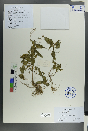  (Impatiens brachycentra - Ge00026)  @11 [ ] CreativeCommons  Attribution Non-Commercial Share-Alike  Unspecified Herbarium of South China Botanical Garden