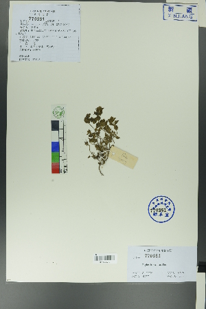  (Euphrasia - Ge00029)  @11 [ ] CreativeCommons  Attribution Non-Commercial Share-Alike  Unspecified Herbarium of South China Botanical Garden
