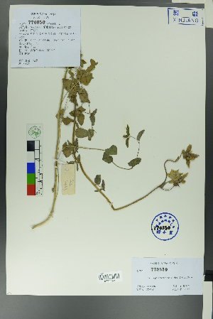  ( - Ge00043)  @11 [ ] CreativeCommons  Attribution Non-Commercial Share-Alike  Unspecified Herbarium of South China Botanical Garden