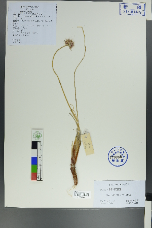  (Allium polyrhizum - Ge00046)  @11 [ ] CreativeCommons  Attribution Non-Commercial Share-Alike  Unspecified Herbarium of South China Botanical Garden