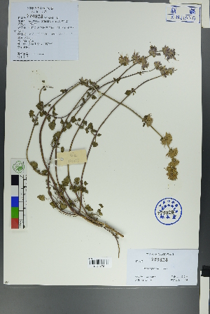  ( - Ge00055)  @11 [ ] CreativeCommons  Attribution Non-Commercial Share-Alike  Unspecified Herbarium of South China Botanical Garden