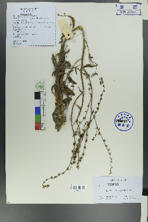  ( - Ge00059)  @11 [ ] CreativeCommons  Attribution Non-Commercial Share-Alike  Unspecified Herbarium of South China Botanical Garden