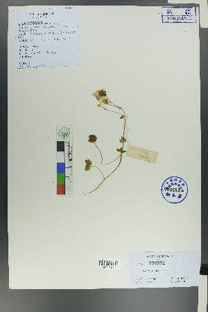  (Saxifraga sibirica - Ge00069)  @11 [ ] CreativeCommons  Attribution Non-Commercial Share-Alike  Unspecified Herbarium of South China Botanical Garden