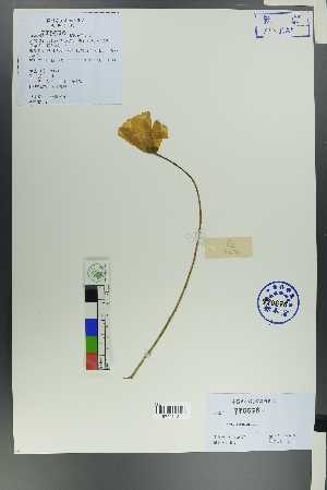  ( - Ge00070)  @11 [ ] CreativeCommons  Attribution Non-Commercial Share-Alike  Unspecified Herbarium of South China Botanical Garden
