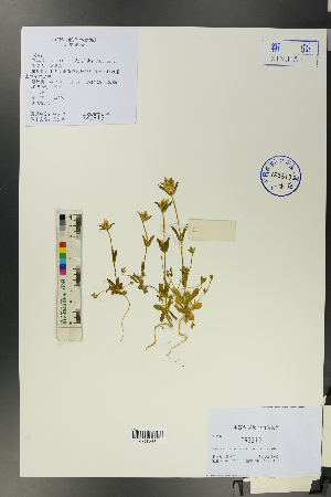  ( - Ge00071)  @11 [ ] CreativeCommons  Attribution Non-Commercial Share-Alike  Unspecified Herbarium of South China Botanical Garden