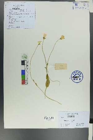  (Parnassia bifolia - Ge00082)  @11 [ ] CreativeCommons  Attribution Non-Commercial Share-Alike  Unspecified Herbarium of South China Botanical Garden