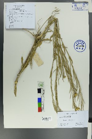  (Erysimum hieraciifolium - Ge00090)  @11 [ ] CreativeCommons  Attribution Non-Commercial Share-Alike  Unspecified Herbarium of South China Botanical Garden