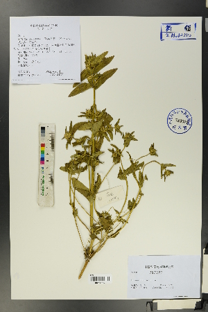  ( - Ge00093)  @11 [ ] CreativeCommons  Attribution Non-Commercial Share-Alike  Unspecified Herbarium of South China Botanical Garden