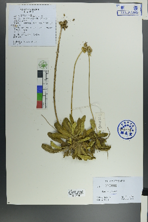  ( - Ge00105)  @11 [ ] CreativeCommons  Attribution Non-Commercial Share-Alike  Unspecified Herbarium of South China Botanical Garden