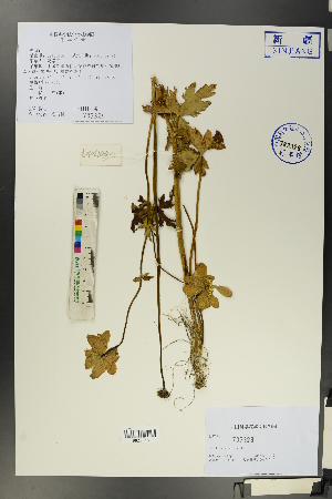  ( - Ge00107)  @11 [ ] CreativeCommons  Attribution Non-Commercial Share-Alike  Unspecified Herbarium of South China Botanical Garden
