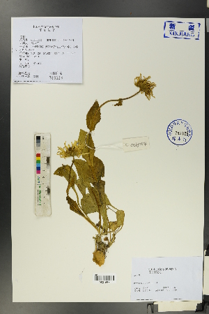  (Doronicum - Ge00114)  @11 [ ] CreativeCommons  Attribution Non-Commercial Share-Alike  Unspecified Herbarium of South China Botanical Garden