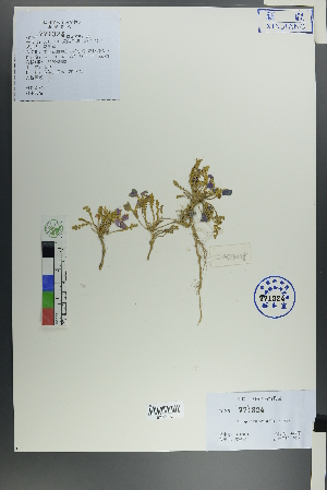  (Chorispora bungeana - Ge00118)  @11 [ ] CreativeCommons  Attribution Non-Commercial Share-Alike  Unspecified Herbarium of South China Botanical Garden