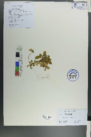  (Viola kunawarensis - Ge00119)  @11 [ ] CreativeCommons  Attribution Non-Commercial Share-Alike  Unspecified Herbarium of South China Botanical Garden
