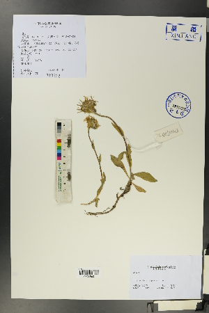  ( - Ge00123)  @11 [ ] CreativeCommons  Attribution Non-Commercial Share-Alike  Unspecified Herbarium of South China Botanical Garden