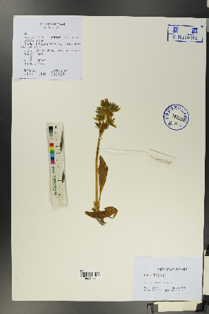  (Swertia graciliflora - Ge00124)  @11 [ ] CreativeCommons  Attribution Non-Commercial Share-Alike  Unspecified Herbarium of South China Botanical Garden