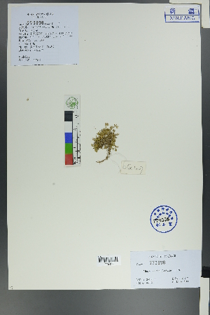  ( - Ge00127)  @11 [ ] CreativeCommons  Attribution Non-Commercial Share-Alike  Unspecified Herbarium of South China Botanical Garden