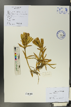  ( - Ge00130)  @11 [ ] CreativeCommons  Attribution Non-Commercial Share-Alike  Unspecified Herbarium of South China Botanical Garden