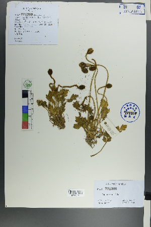  ( - Ge00134)  @11 [ ] CreativeCommons  Attribution Non-Commercial Share-Alike  Unspecified Herbarium of South China Botanical Garden