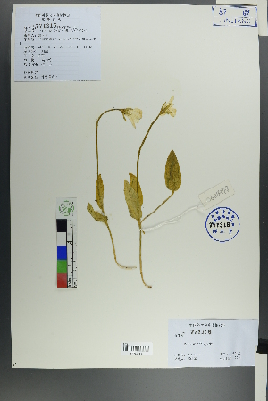  ( - Ge00146)  @11 [ ] CreativeCommons  Attribution Non-Commercial Share-Alike  Unspecified Herbarium of South China Botanical Garden