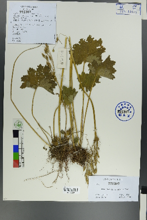  ( - Ge00149)  @11 [ ] CreativeCommons  Attribution Non-Commercial Share-Alike  Unspecified Herbarium of South China Botanical Garden