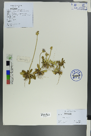  ( - Ge00150)  @11 [ ] CreativeCommons  Attribution Non-Commercial Share-Alike  Unspecified Herbarium of South China Botanical Garden