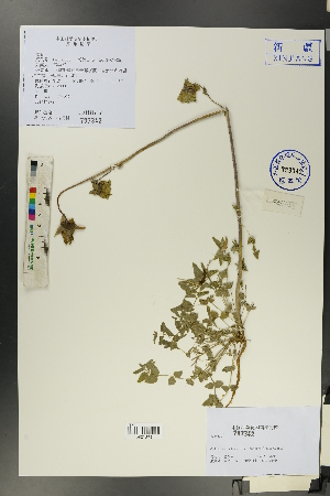  (Codonopsis clernatidea - Ge00153)  @11 [ ] CreativeCommons  Attribution Non-Commercial Share-Alike  Unspecified Herbarium of South China Botanical Garden