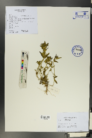  ( - Ge00156)  @11 [ ] CreativeCommons  Attribution Non-Commercial Share-Alike  Unspecified Herbarium of South China Botanical Garden