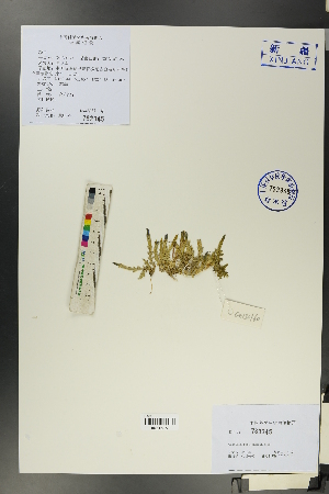  ( - Ge00158)  @11 [ ] CreativeCommons  Attribution Non-Commercial Share-Alike  Unspecified Herbarium of South China Botanical Garden