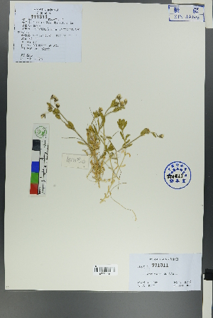  ( - Ge00162)  @11 [ ] CreativeCommons  Attribution Non-Commercial Share-Alike  Unspecified Herbarium of South China Botanical Garden