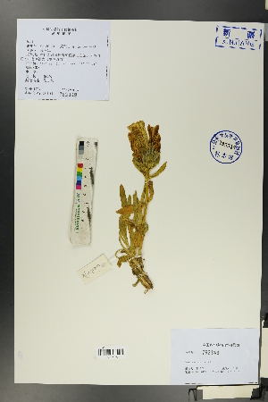  ( - Ge00172)  @11 [ ] CreativeCommons  Attribution Non-Commercial Share-Alike  Unspecified Herbarium of South China Botanical Garden
