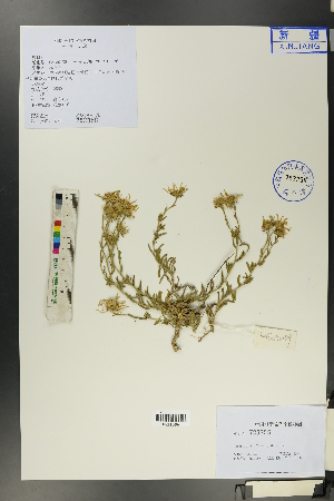  (Aster boweri - Ge00187)  @11 [ ] CreativeCommons  Attribution Non-Commercial Share-Alike  Unspecified Herbarium of South China Botanical Garden