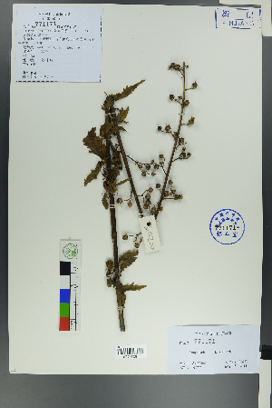  (Scrophularia kiriloviana - Ge00198)  @11 [ ] CreativeCommons  Attribution Non-Commercial Share-Alike  Unspecified Herbarium of South China Botanical Garden