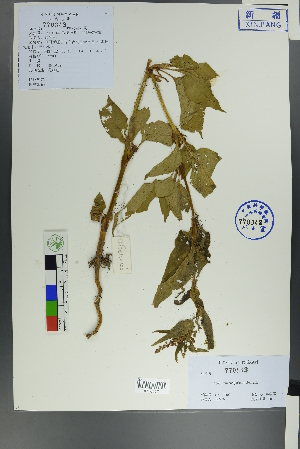  (Koenigia songarica - Ge00204)  @11 [ ] CreativeCommons  Attribution Non-Commercial Share-Alike  Unspecified Herbarium of South China Botanical Garden