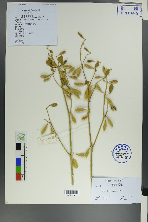  ( - Ge00211)  @11 [ ] CreativeCommons  Attribution Non-Commercial Share-Alike  Unspecified Herbarium of South China Botanical Garden