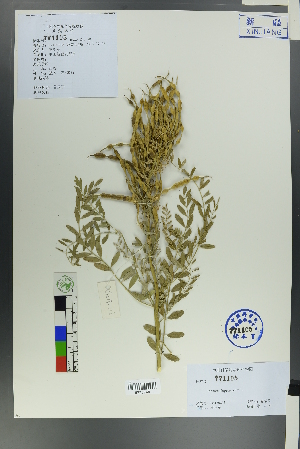  ( - Ge00213)  @11 [ ] CreativeCommons  Attribution Non-Commercial Share-Alike  Unspecified Herbarium of South China Botanical Garden