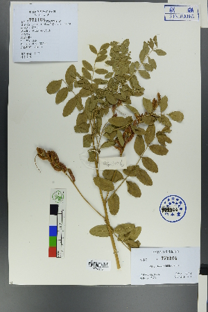  ( - Ge00214)  @11 [ ] CreativeCommons  Attribution Non-Commercial Share-Alike  Unspecified Herbarium of South China Botanical Garden