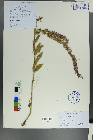  (Salvia deserta - Ge00219)  @11 [ ] CreativeCommons  Attribution Non-Commercial Share-Alike  Unspecified Herbarium of South China Botanical Garden