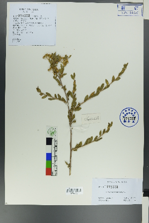 (Spiraea tianschanica - Ge00236)  @11 [ ] CreativeCommons  Attribution Non-Commercial Share-Alike  Unspecified Herbarium of South China Botanical Garden