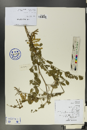  (Hedysarum neglectum - Ge00239)  @11 [ ] CreativeCommons  Attribution Non-Commercial Share-Alike  Unspecified Herbarium of South China Botanical Garden