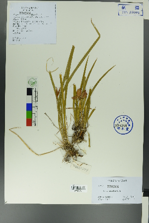  (Iris ruthenica - Ge00242)  @11 [ ] CreativeCommons  Attribution Non-Commercial Share-Alike  Unspecified Herbarium of South China Botanical Garden
