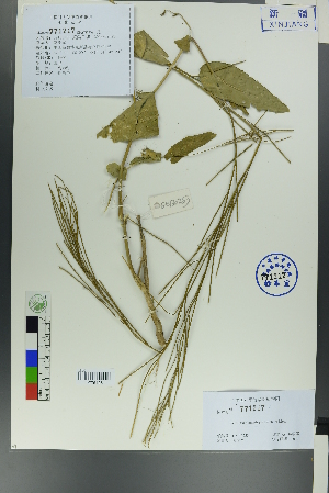  (Conringia planisiliqua - Ge00251)  @11 [ ] CreativeCommons  Attribution Non-Commercial Share-Alike  Unspecified Herbarium of South China Botanical Garden