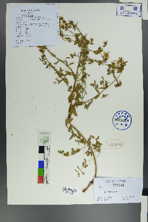  (Hypericum scabrum - Ge00253)  @11 [ ] CreativeCommons  Attribution Non-Commercial Share-Alike  Unspecified Herbarium of South China Botanical Garden